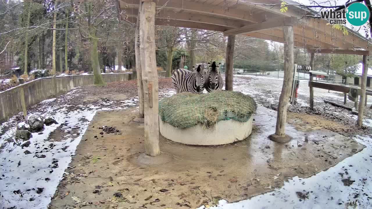 Web kamera uživo Zebras u ZOO Ljubljana – Slovenija