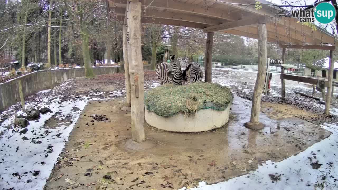 Zebre v živo v živalskem vrtu Ljubljana ZOO spletne kamere