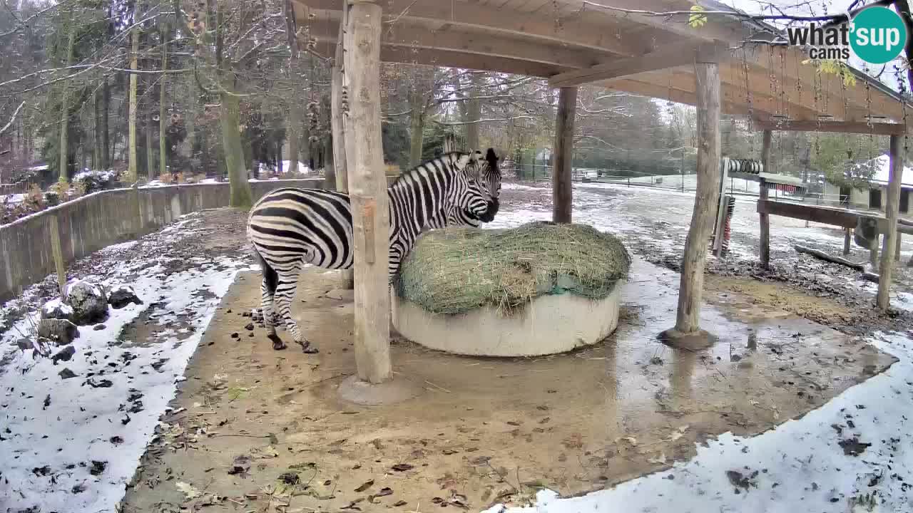 Zebre v živo v živalskem vrtu Ljubljana ZOO spletne kamere