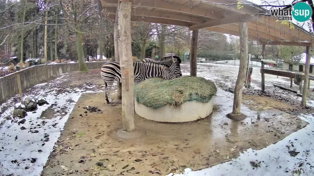 Le Zebre nello ZOO di Ljubljana – Slovenia Live webcam