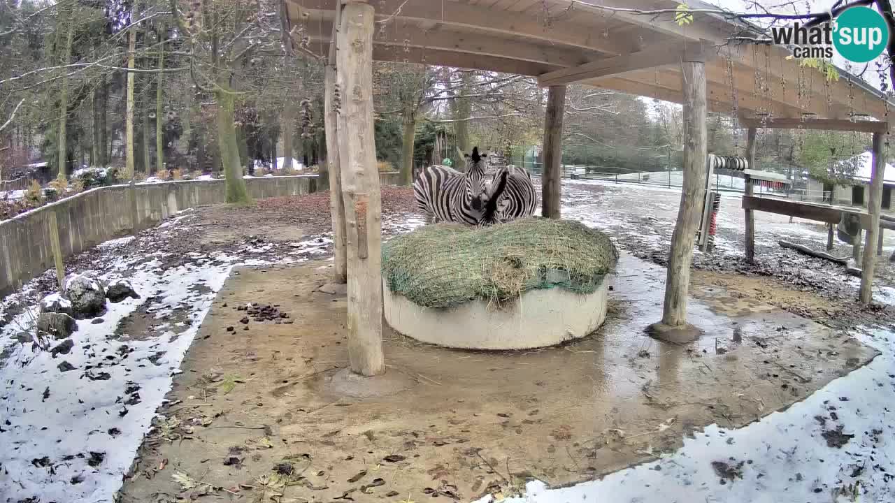 Zebre v živo v živalskem vrtu Ljubljana ZOO spletne kamere