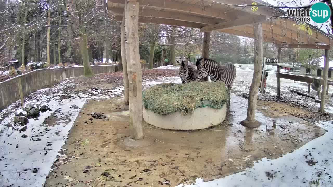 Zebre v živo v živalskem vrtu Ljubljana ZOO spletne kamere