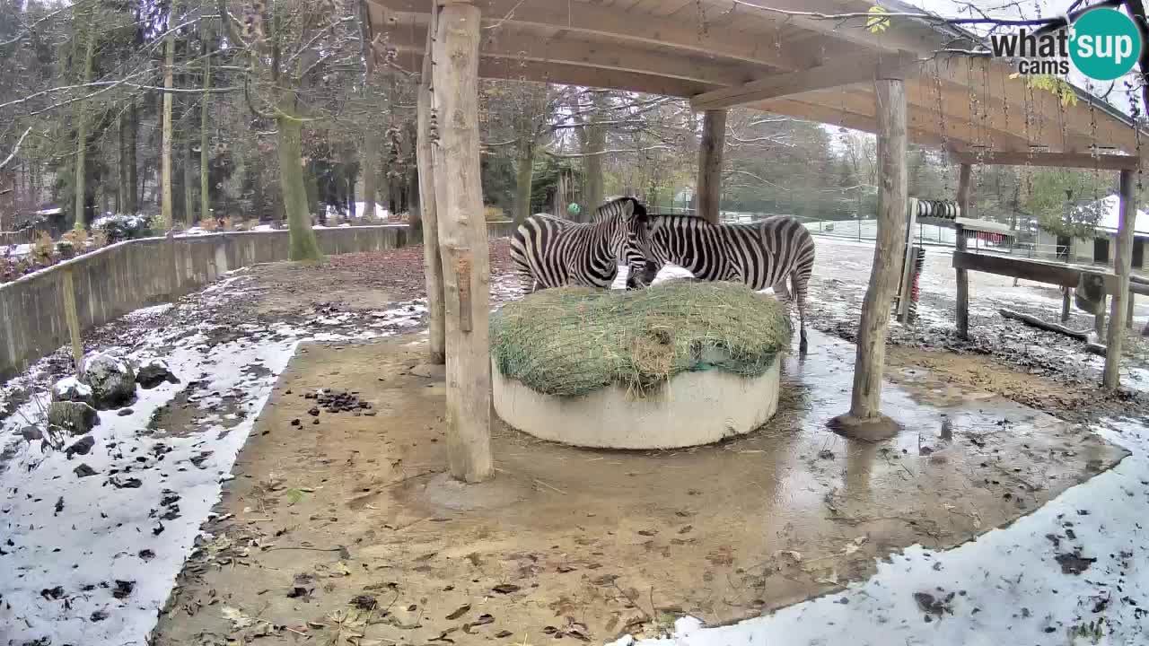 Web kamera uživo Zebras u ZOO Ljubljana – Slovenija