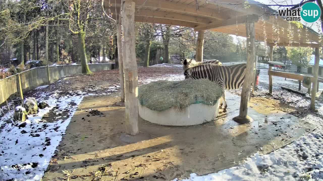 Zebre v živo v živalskem vrtu Ljubljana ZOO spletne kamere