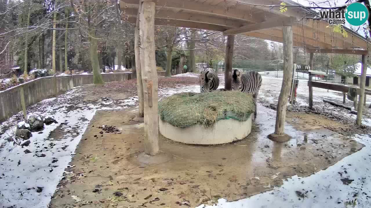 Le Zebre nello ZOO di Ljubljana – Slovenia Live webcam