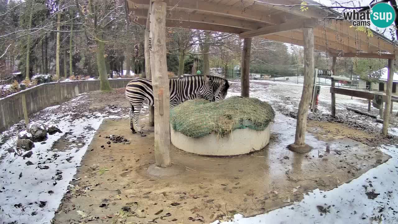 Zebre v živo v živalskem vrtu Ljubljana ZOO spletne kamere