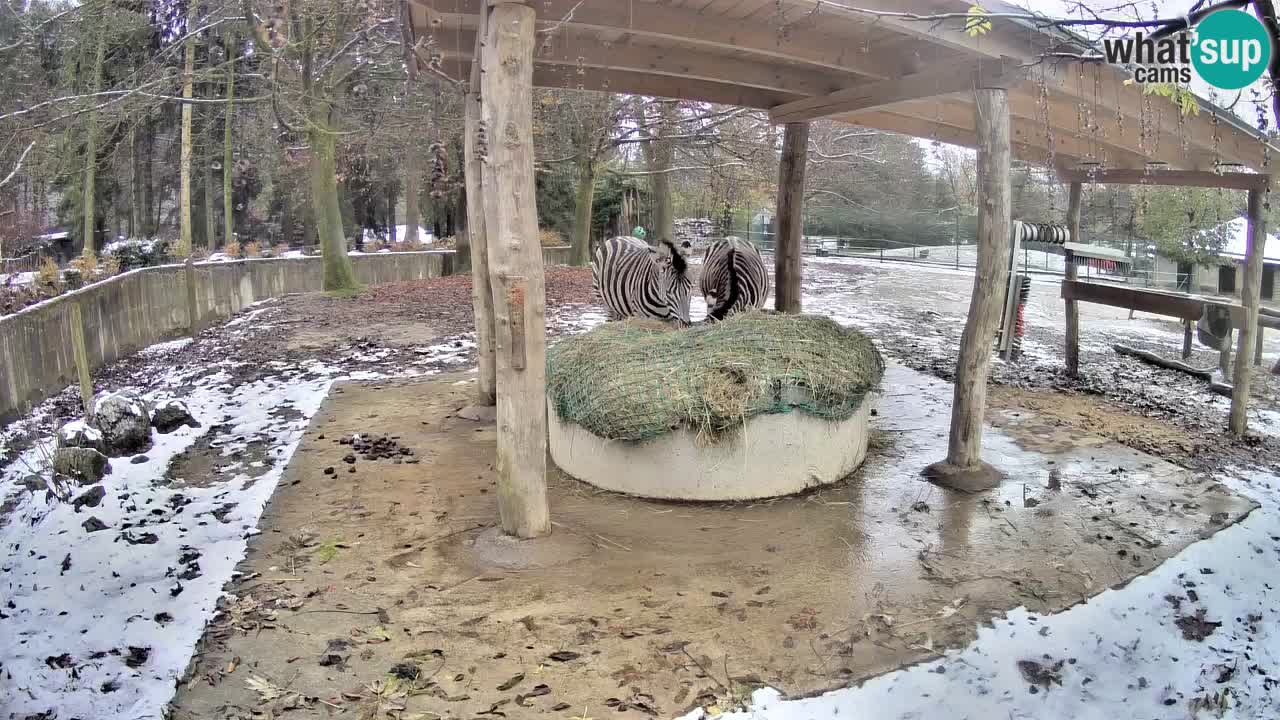 Live Webcam Zebras in Ljubljana ZOO – Slowenien