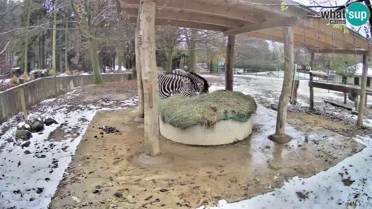 Le Zebre nello ZOO di Ljubljana – Slovenia Live webcam