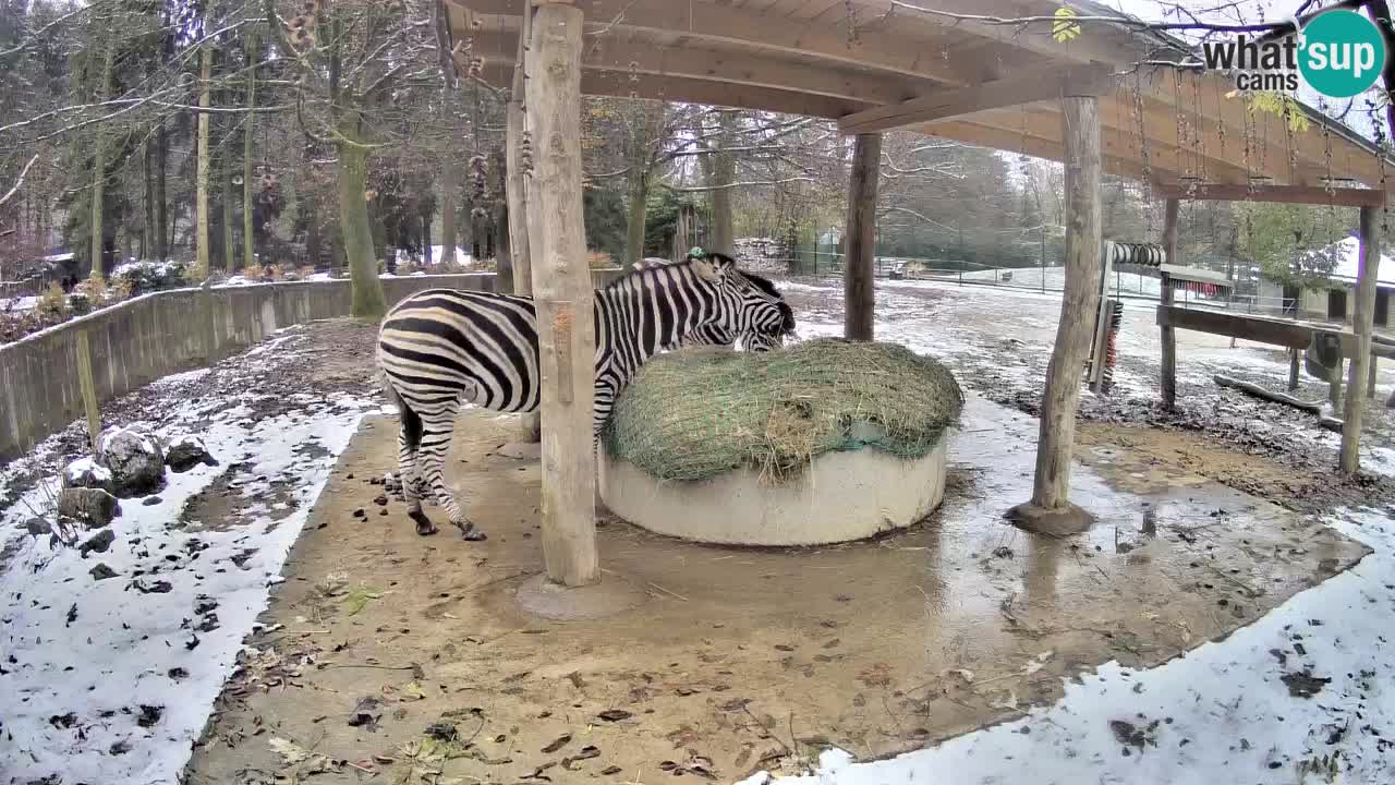 Le Zebre nello ZOO di Ljubljana – Slovenia Live webcam