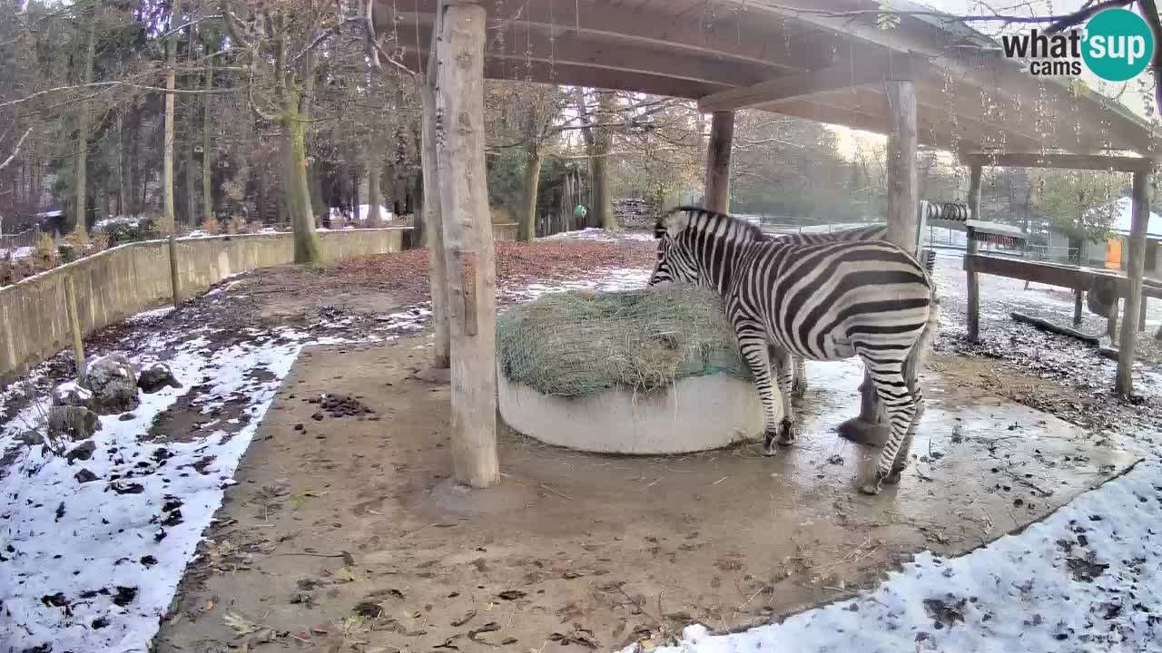 Web kamera uživo Zebras u ZOO Ljubljana – Slovenija