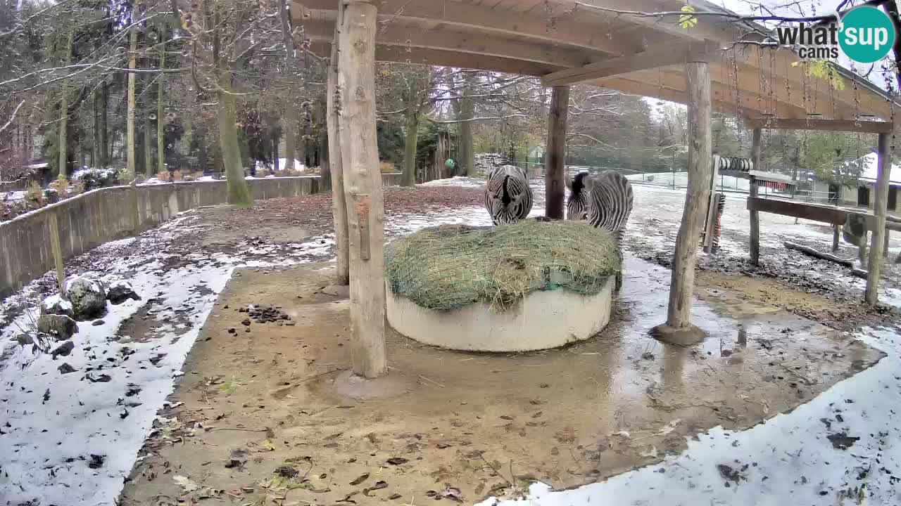 Le Zebre nello ZOO di Ljubljana – Slovenia Live webcam