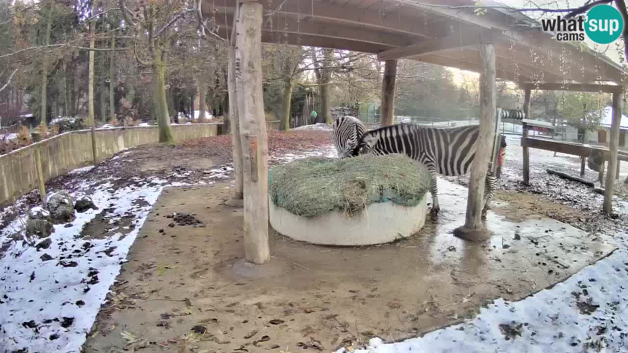 Le Zebre nello ZOO di Ljubljana – Slovenia Live webcam