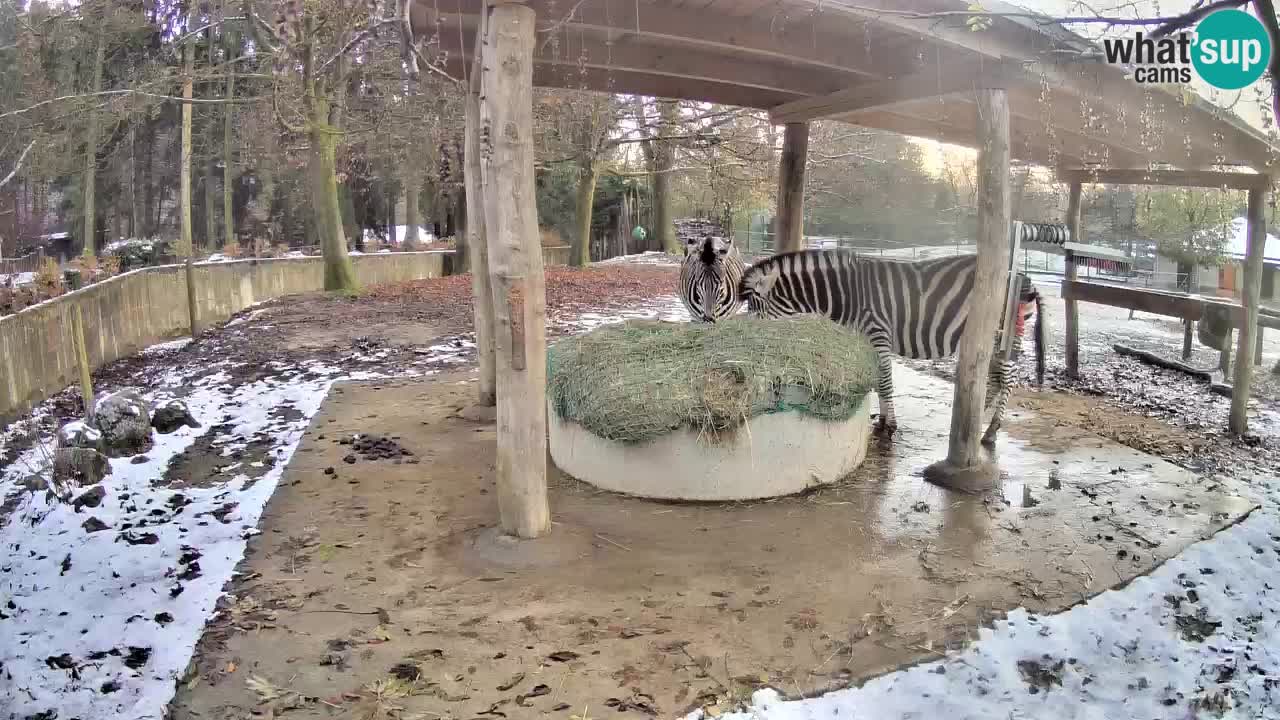 Zebre v živo v živalskem vrtu Ljubljana ZOO spletne kamere