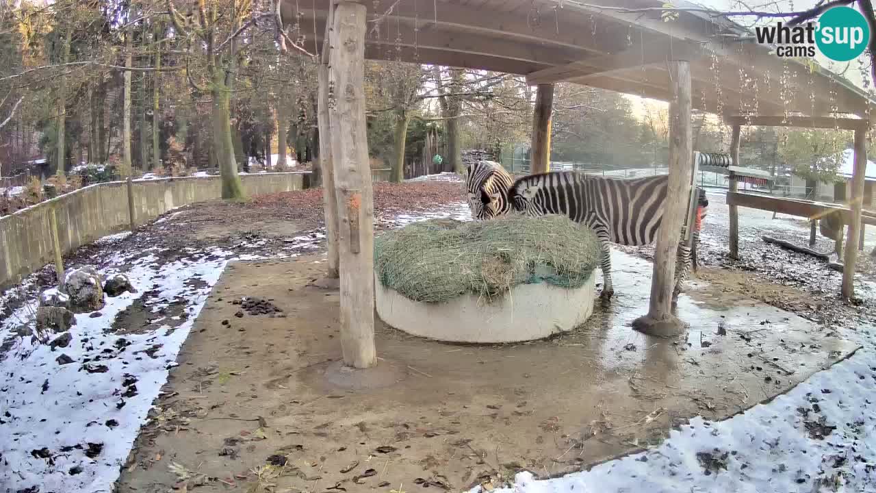 Zebre v živo v živalskem vrtu Ljubljana ZOO spletne kamere