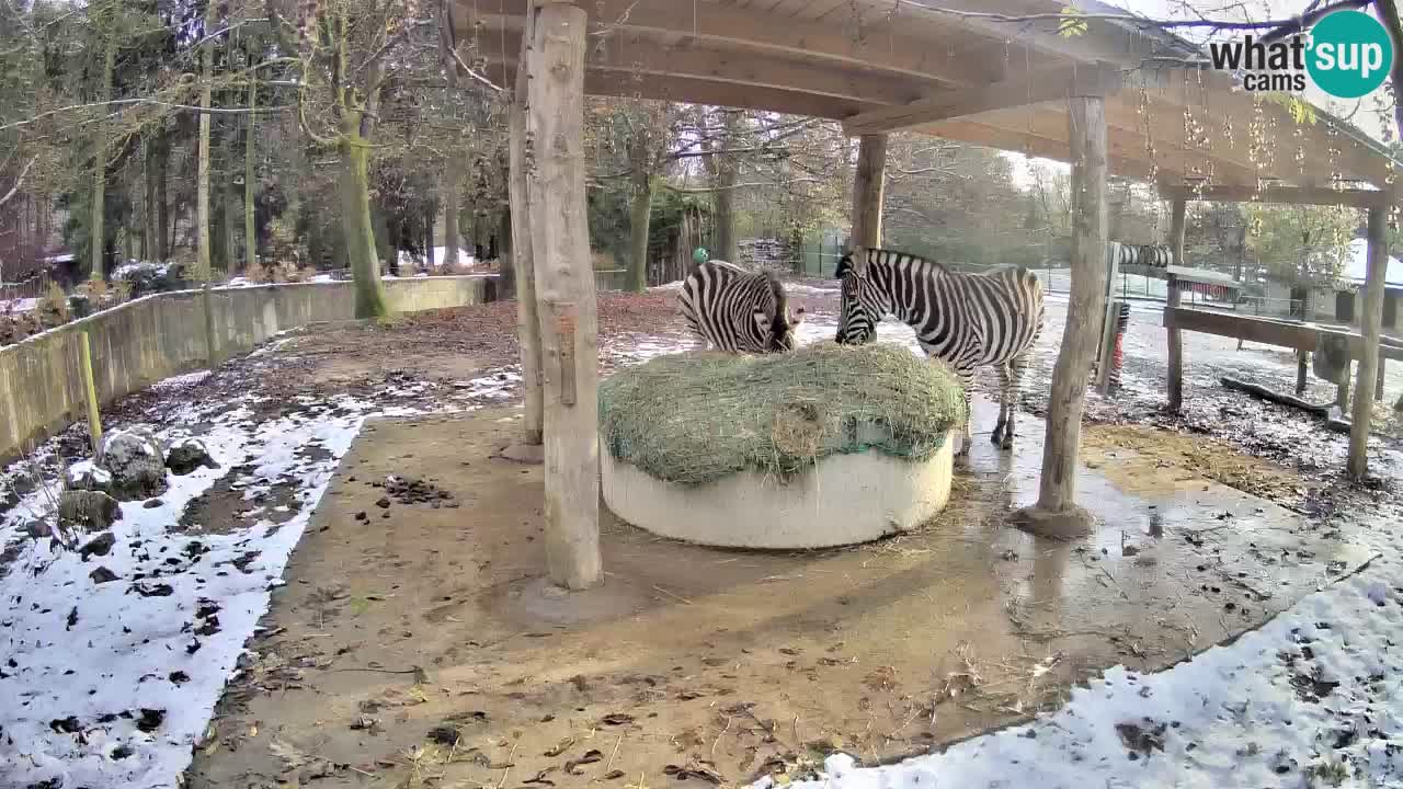 Le Zebre nello ZOO di Ljubljana – Slovenia Live webcam