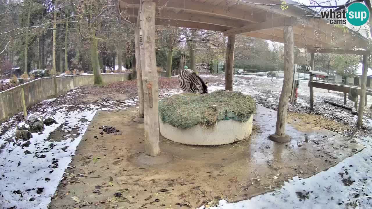 Zebre v živo v živalskem vrtu Ljubljana ZOO spletne kamere