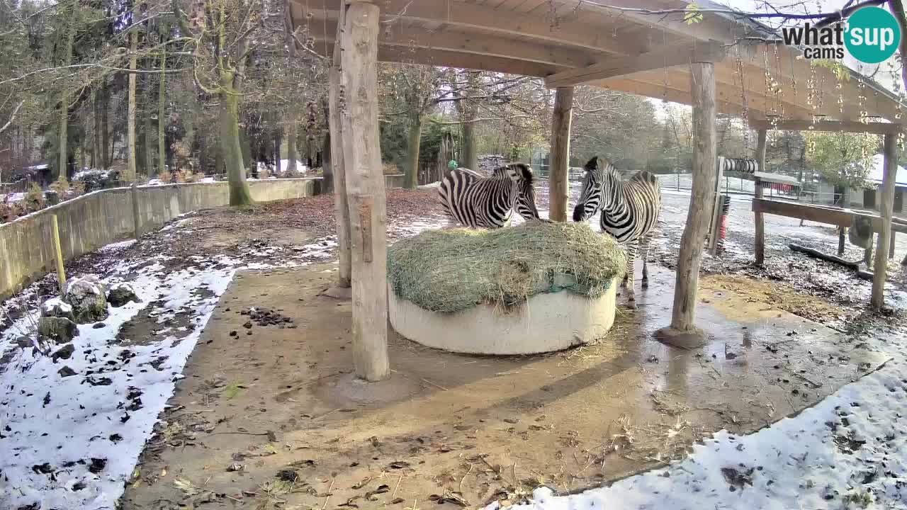 Zebre v živo v živalskem vrtu Ljubljana ZOO spletne kamere