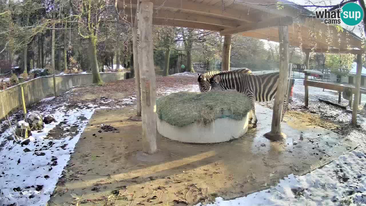 Zebre v živo v živalskem vrtu Ljubljana ZOO spletne kamere