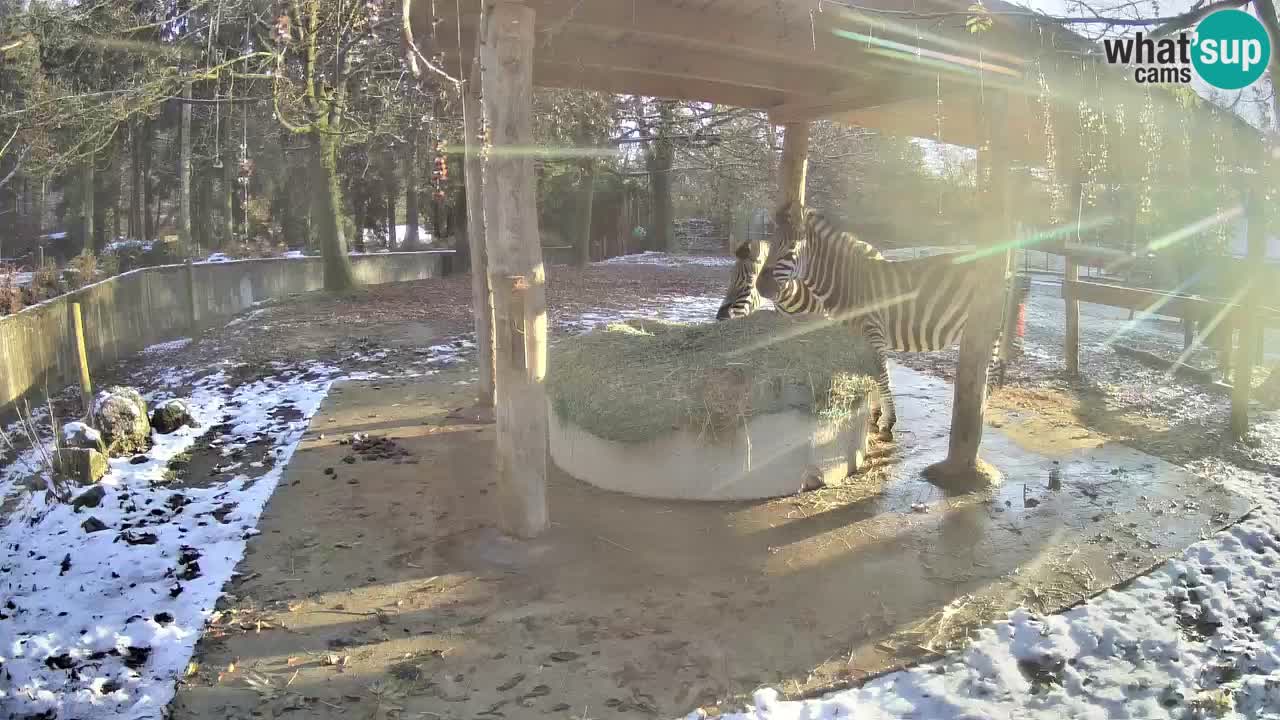 Zebre v živo v živalskem vrtu Ljubljana ZOO spletne kamere