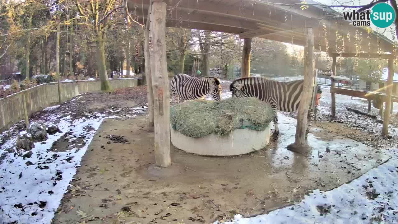 Le Zebre nello ZOO di Ljubljana – Slovenia Live webcam