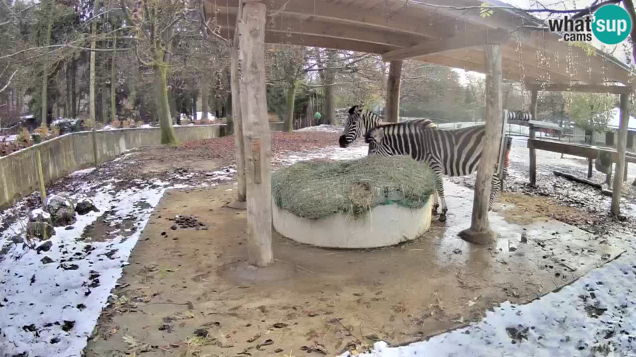 Zebre v živo v živalskem vrtu Ljubljana ZOO spletne kamere