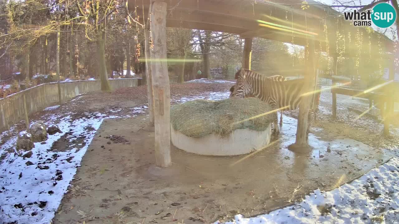 Live Webcam Zebras in Ljubljana ZOO – Slowenien