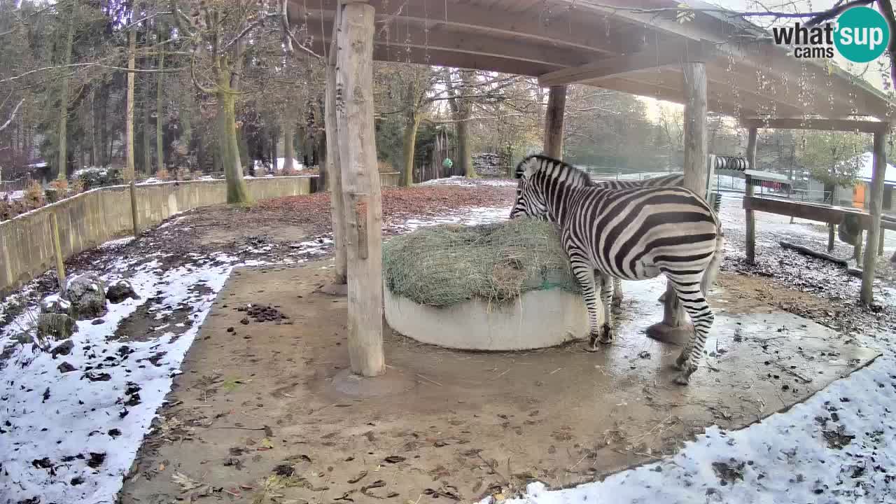 Le Zebre nello ZOO di Ljubljana – Slovenia Live webcam