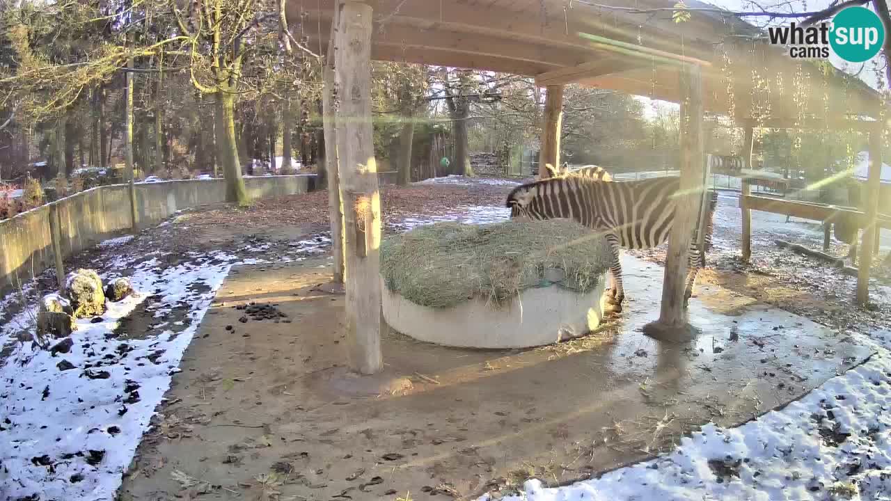 Le Zebre nello ZOO di Ljubljana – Slovenia Live webcam