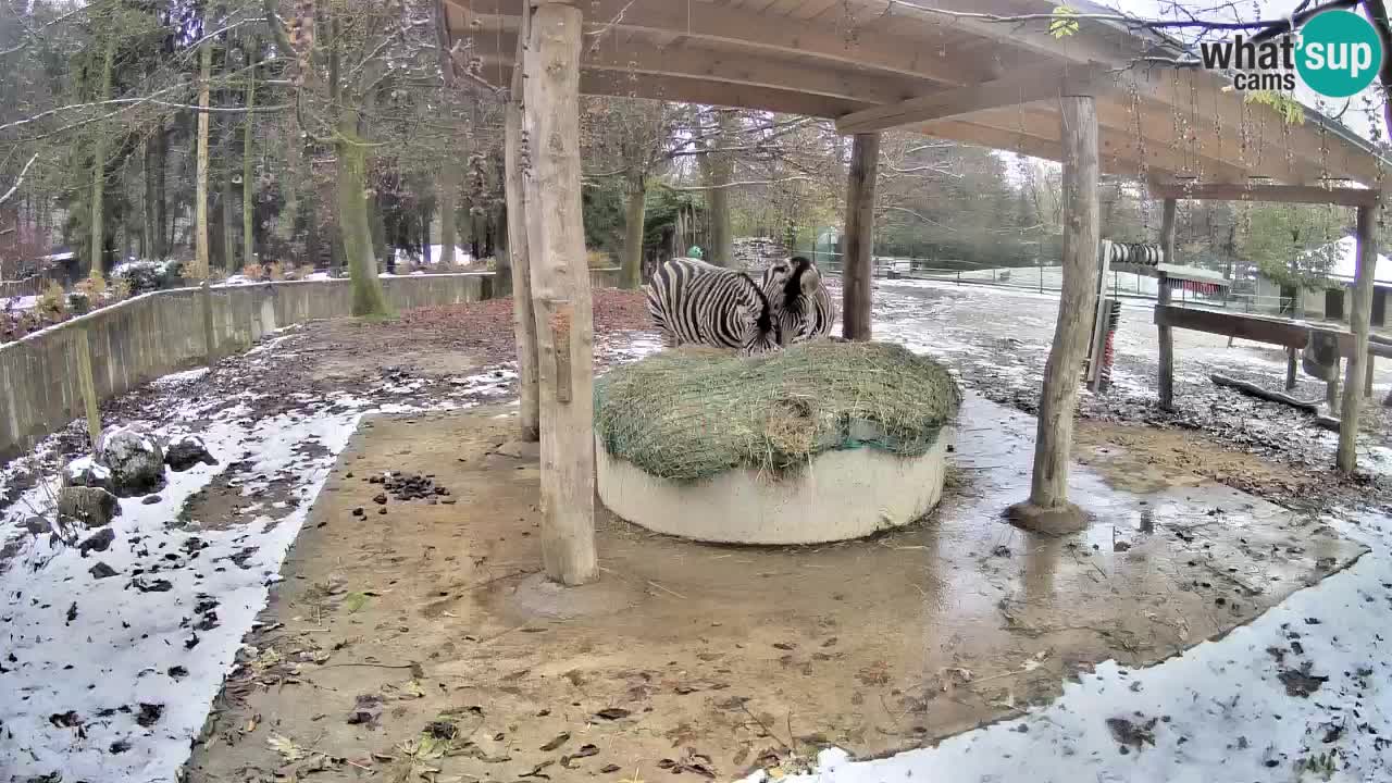 Live Webcam Zebras in Ljubljana ZOO – Slowenien