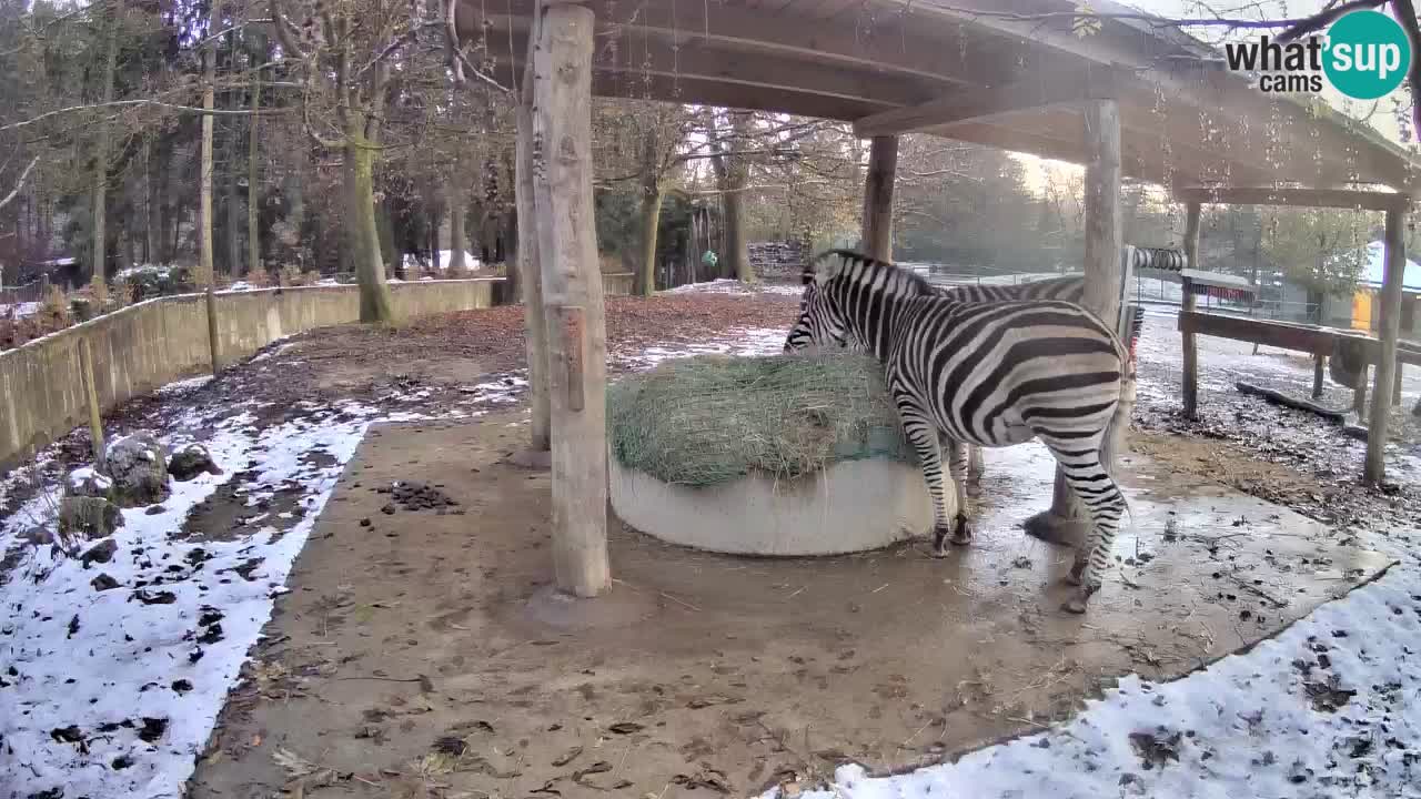 Live Webcam Zebras in Ljubljana ZOO – Slowenien