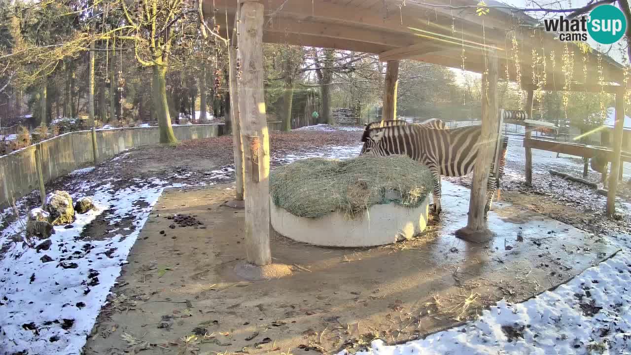 Live Webcam Zebras in Ljubljana ZOO – Slowenien