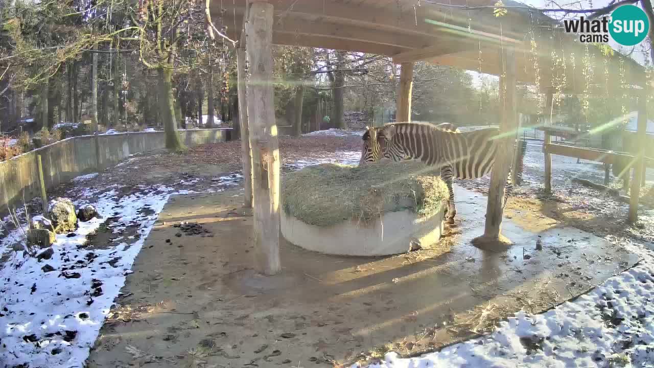 Camera en vivo Cebras in Ljubljana ZOO – Eslovenia