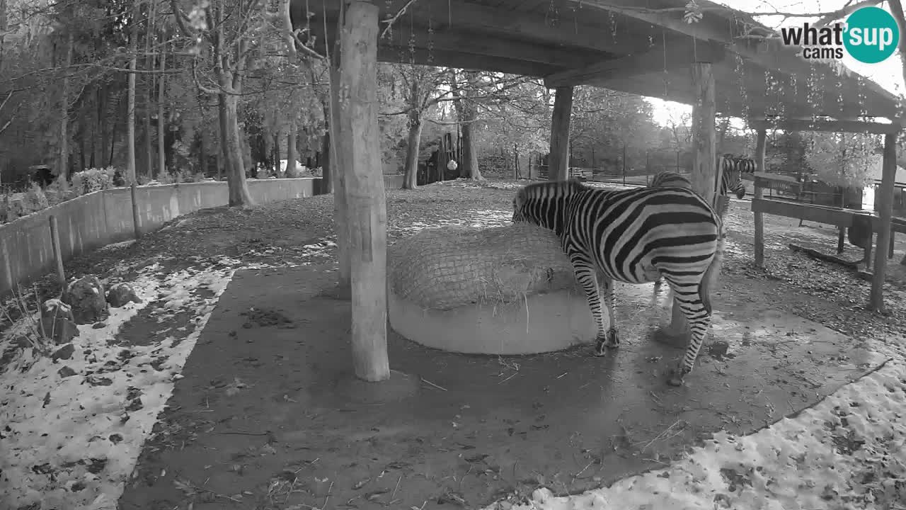 Le Zebre nello ZOO di Ljubljana – Slovenia Live webcam