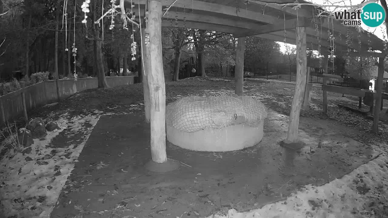 Le Zebre nello ZOO di Ljubljana – Slovenia Live webcam