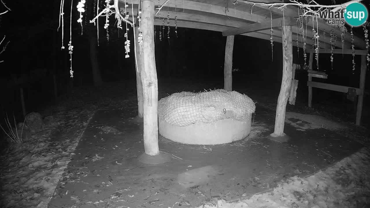 Le Zebre nello ZOO di Ljubljana – Slovenia Live webcam