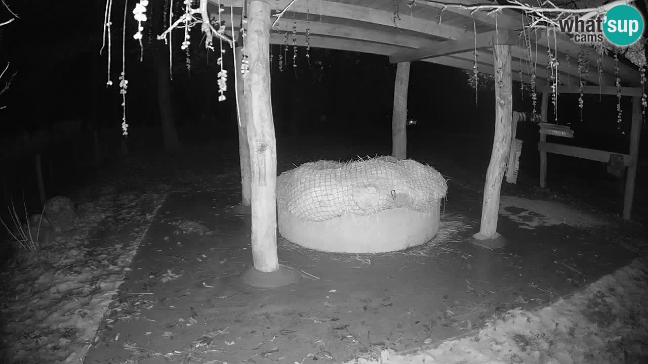 Le Zebre nello ZOO di Ljubljana – Slovenia Live webcam