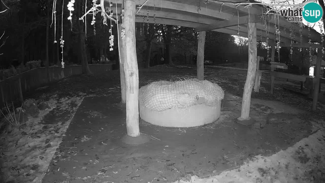 Le Zebre nello ZOO di Ljubljana – Slovenia Live webcam