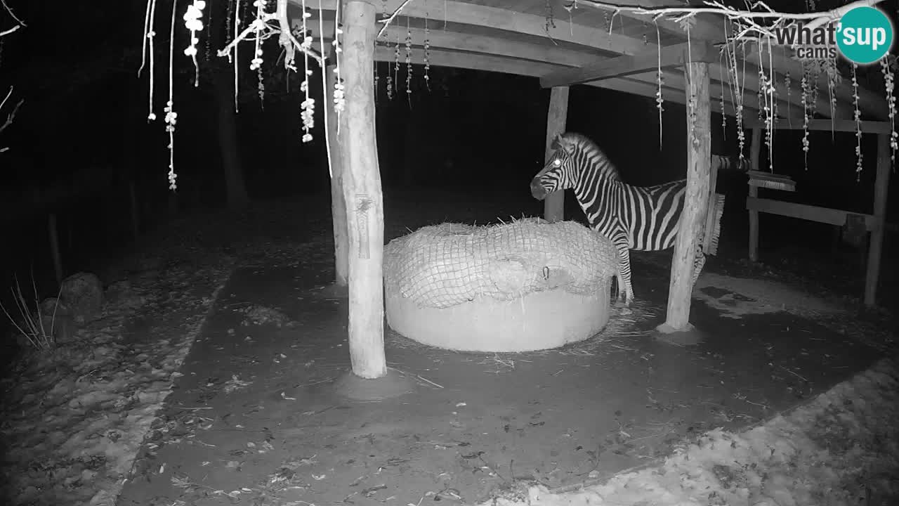 Zebre v živo v živalskem vrtu Ljubljana ZOO spletne kamere