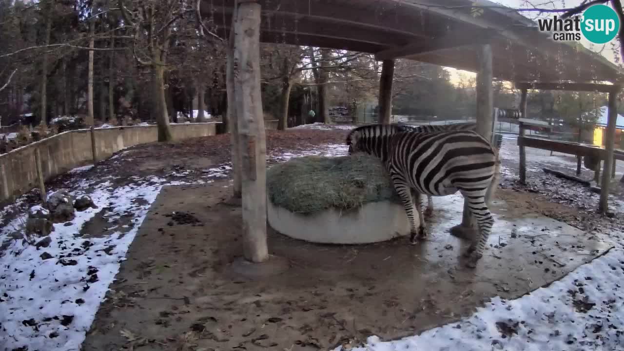 Le Zebre nello ZOO di Ljubljana – Slovenia Live webcam