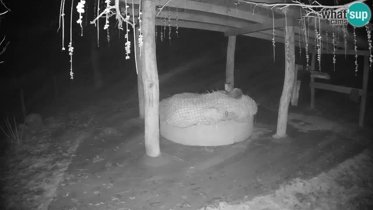 Le Zebre nello ZOO di Ljubljana – Slovenia Live webcam