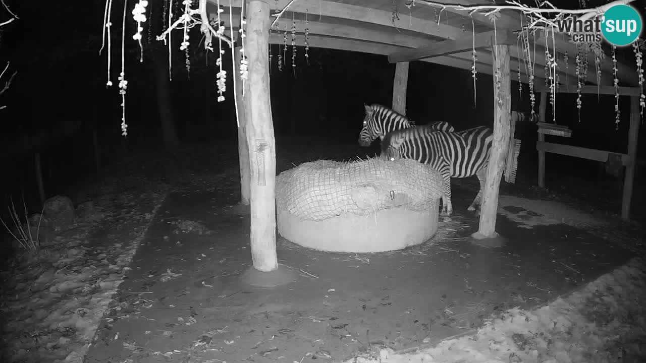 Zebre v živo v živalskem vrtu Ljubljana ZOO spletne kamere