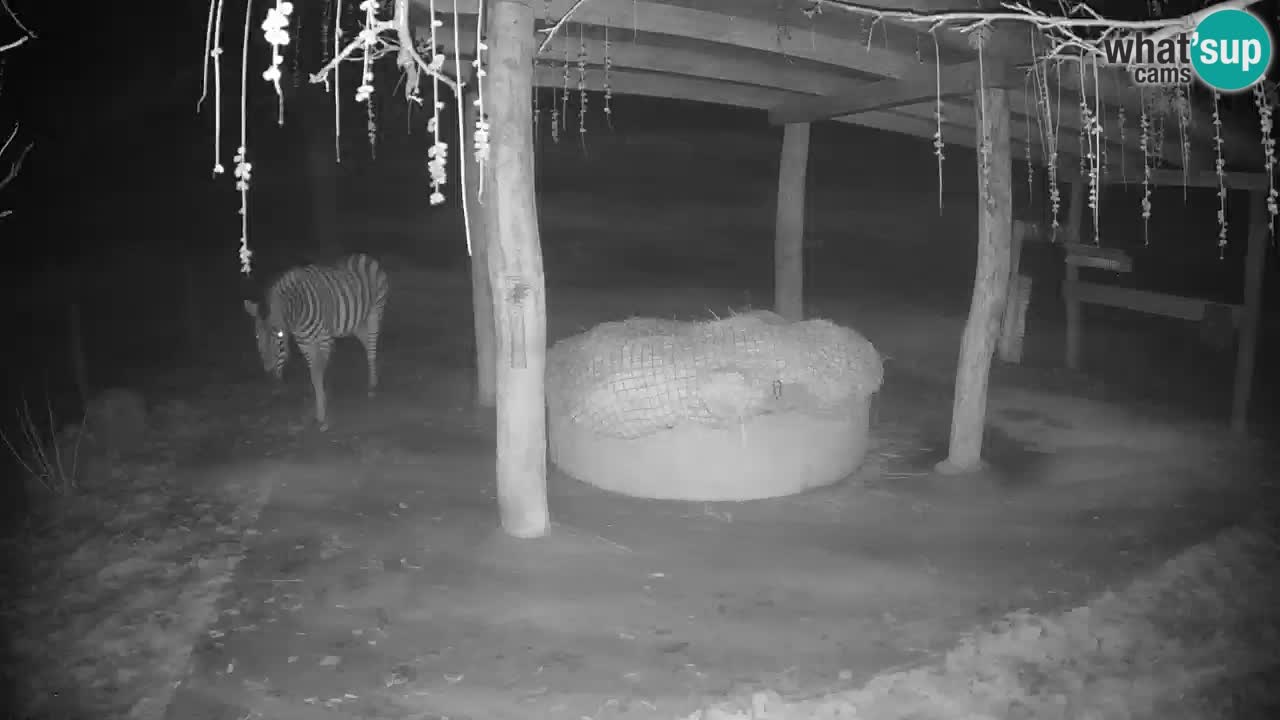 Le Zebre nello ZOO di Ljubljana – Slovenia Live webcam