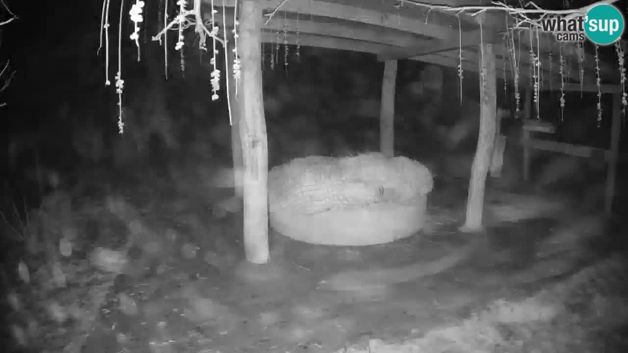 Camera en vivo Cebras in Ljubljana ZOO – Eslovenia