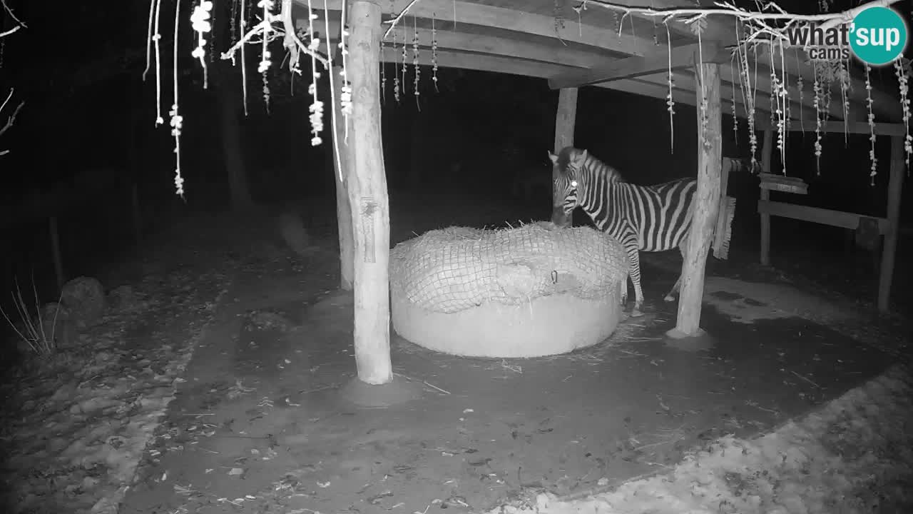 Zebre v živo v živalskem vrtu Ljubljana ZOO spletne kamere