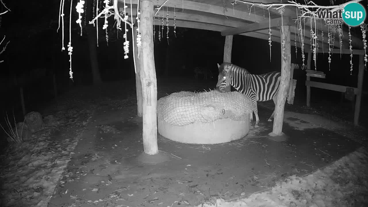 Le Zebre nello ZOO di Ljubljana – Slovenia Live webcam