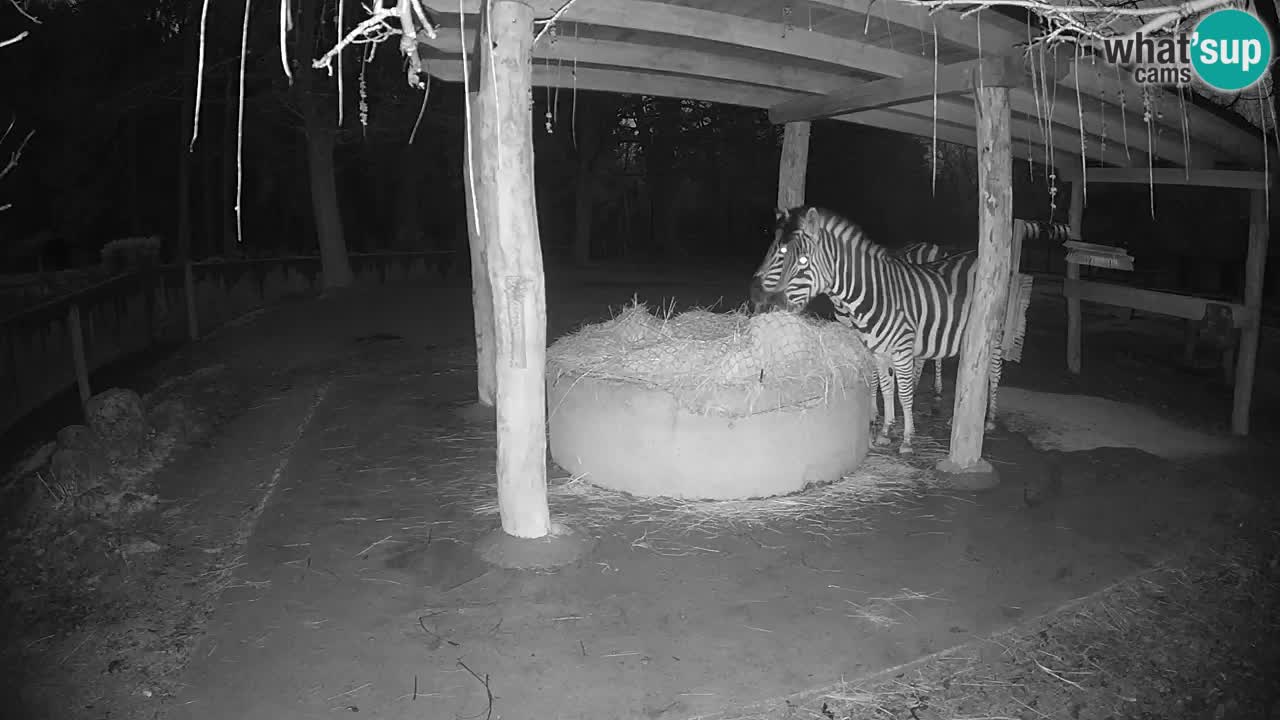 Zebre v živo v živalskem vrtu Ljubljana ZOO spletne kamere