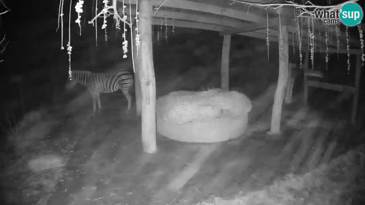 Camera en vivo Cebras in Ljubljana ZOO – Eslovenia