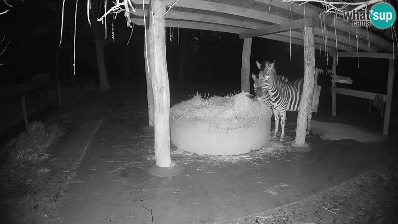 Zebre v živo v živalskem vrtu Ljubljana ZOO spletne kamere