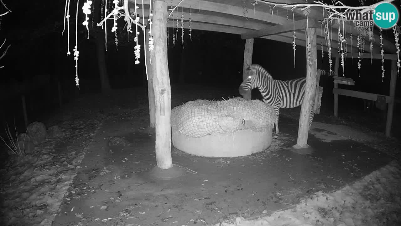 Le Zebre nello ZOO di Ljubljana – Slovenia Live webcam