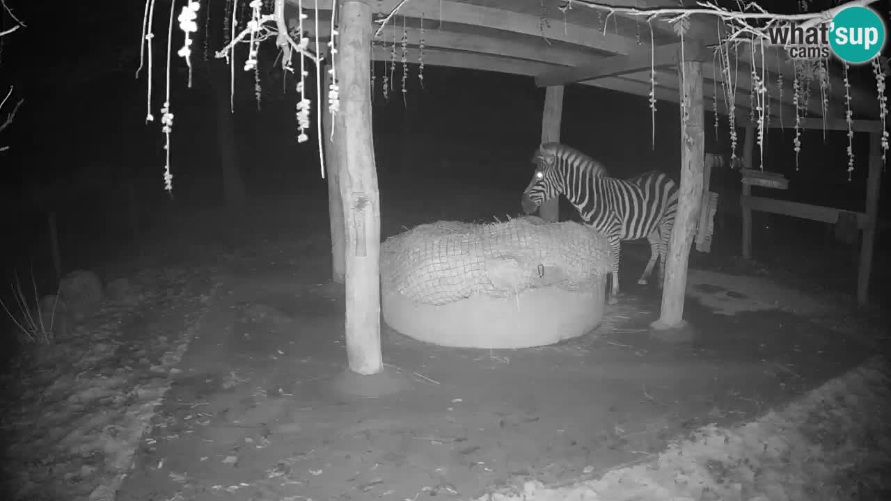 Camera en vivo Cebras in Ljubljana ZOO – Eslovenia